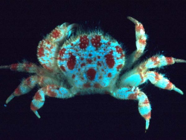 Parapilumnus oryctus Guam 469-33