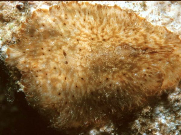 Paraplanocera cf oligoglena Guam 461-11