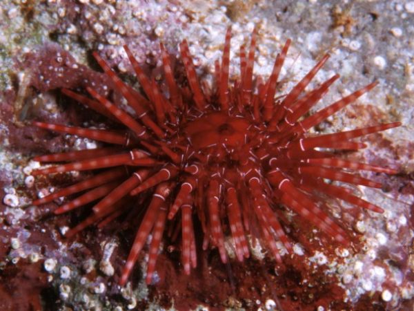 Parasalenia poehlii Guam 411-8