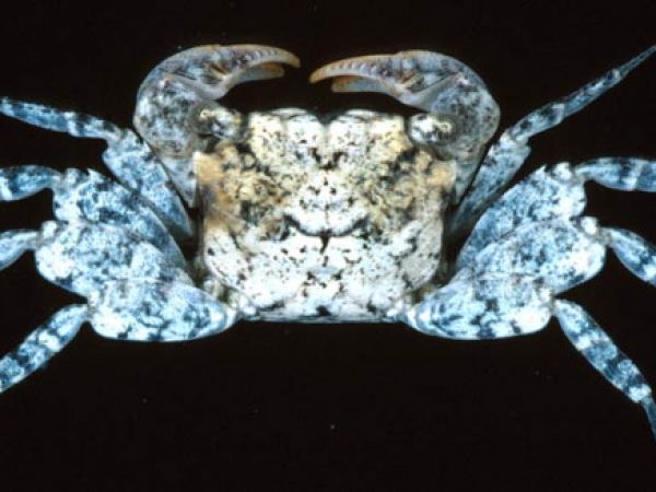 Parasesarma pictum Guam 758-17