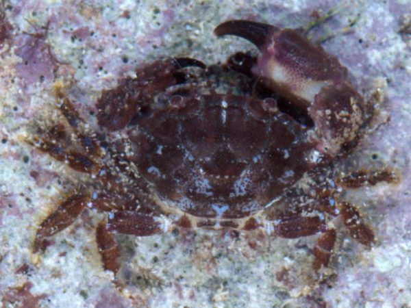 Paraxanthias notatus Guam 751-16