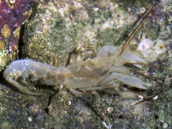 Paraxiopsis paulayi Guam 543-12