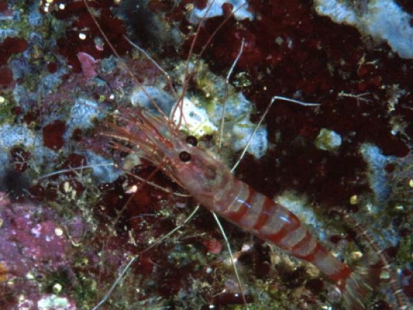 Parhippolyte misticia Guam 826-1