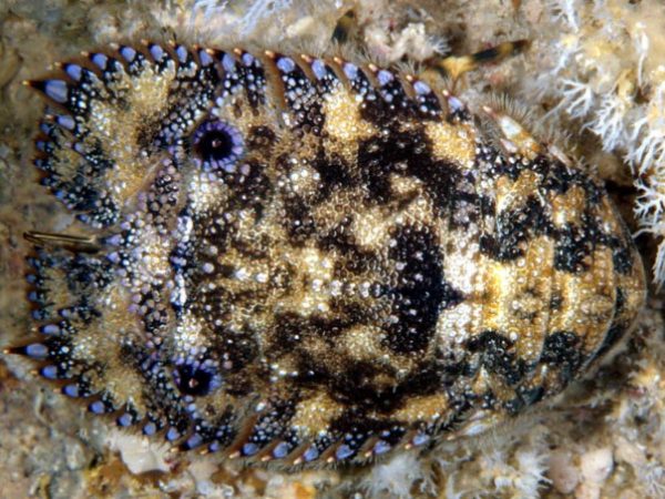 Parribacus antarcticus Guam 816-4