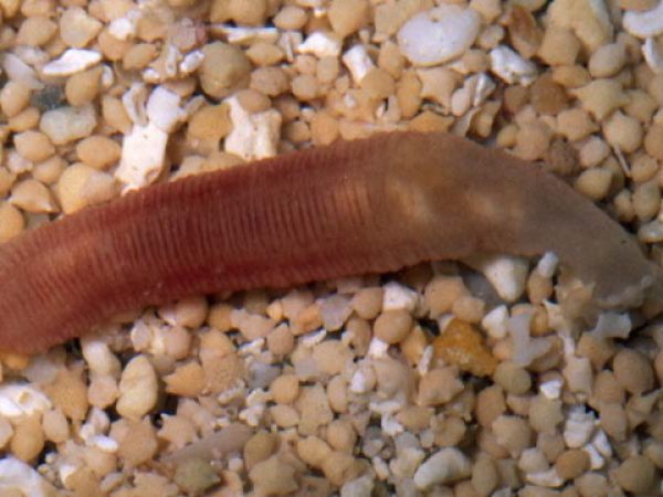 Patinapta sp. 1 Guam 865-34