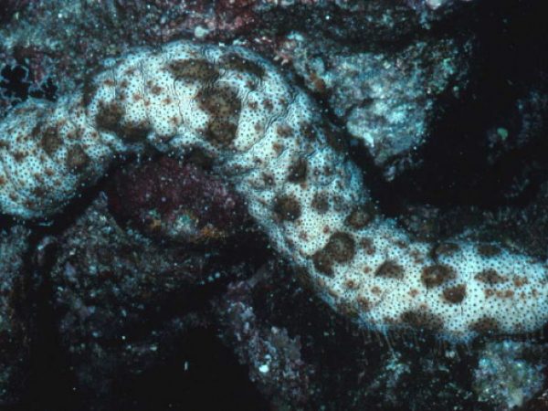 Pearsonothuria graeffei Guam 378-18