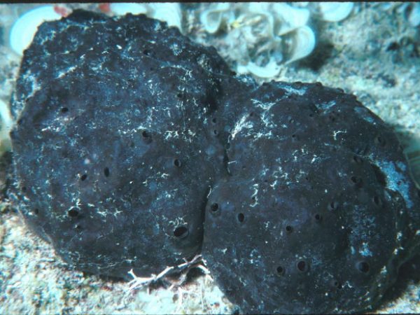 Penares nux Guam 274-18_1