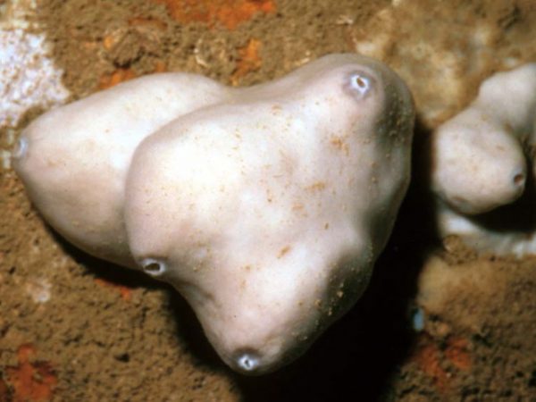 Penares sollasi Guam 380-21_1