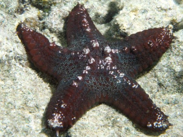 Pentaceraster cf. multispinus Piti 1m RFM-194b