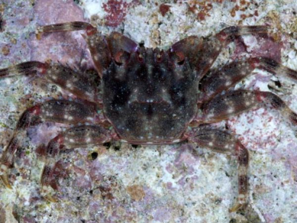 Percnon abbreviatum Guam 808-21