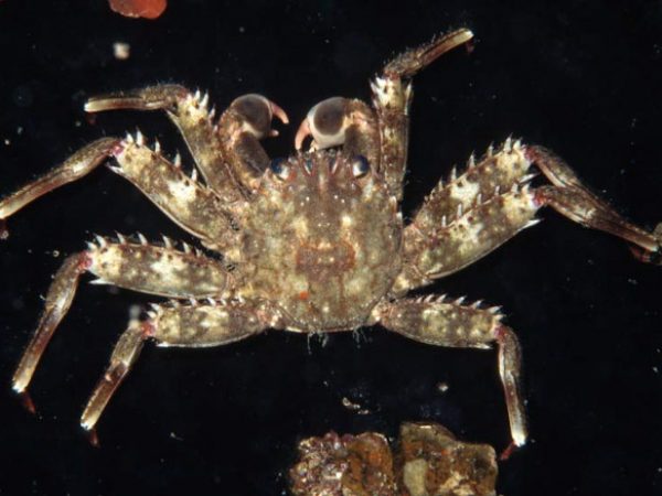 Percnon affine Guam 512-24