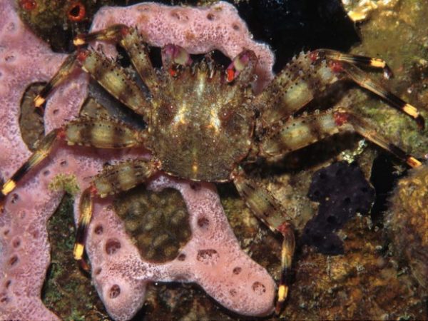 Percnon guinotae Guam 512-10