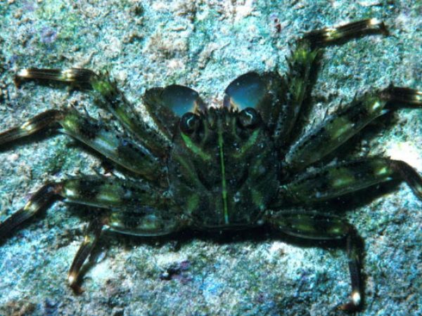 Percnon planissimus Guam 424-7