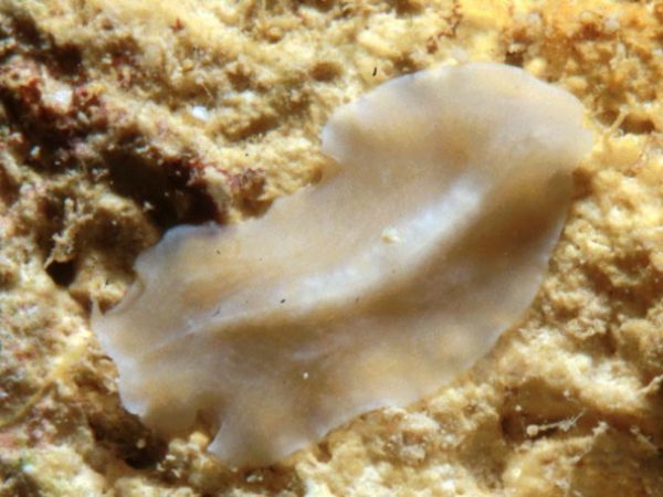 Pericelidae sp. 1 Guam 582-10