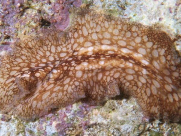 Pericelis sp. 1 Guam 403-31