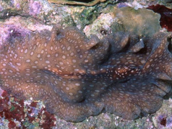 Pericelis sp. 2 Guam 543-16