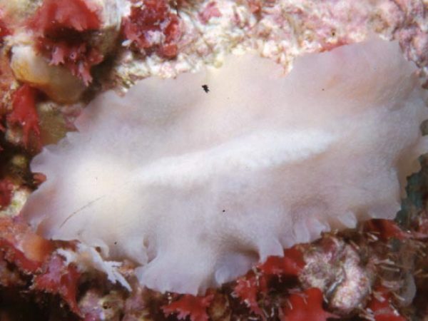 Pericelis sp. 3 Majuro 448-23