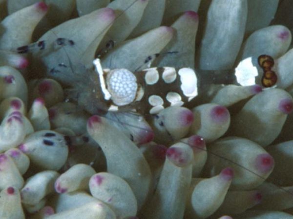 Periclimenes brevicarpalis Guam 785-10