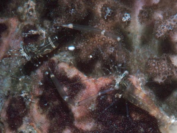 Periclimenes elegans~grandis Guam 513-23