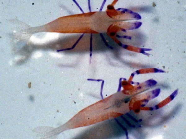 Periclimenes imperator Guam RFM5-98