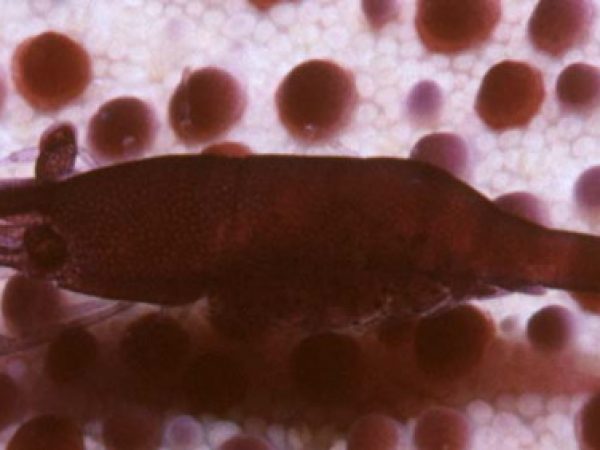 Periclimenes soror Guam 739-18