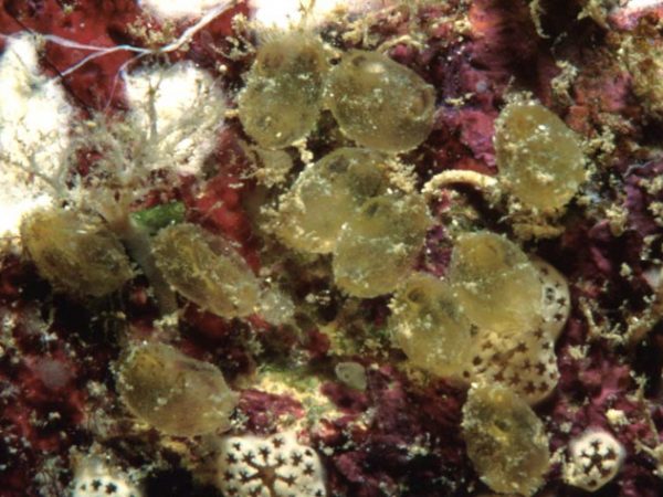 Perophora faaopa Guam 570-30