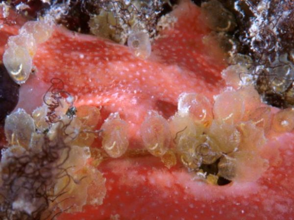 Perophora multiclathrata Guam 756-19