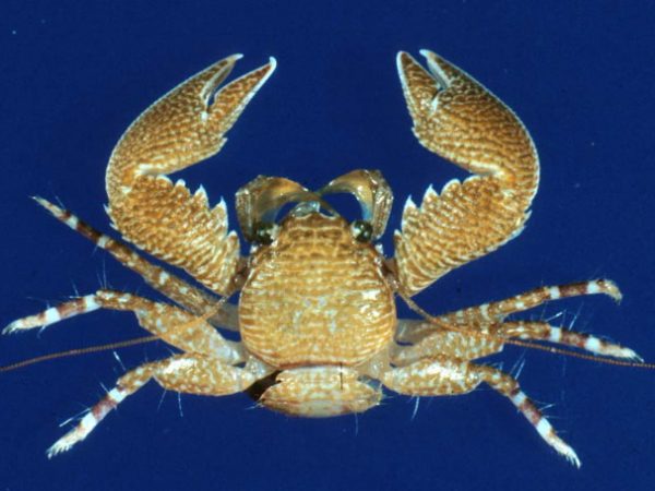 Petrolisthes bispinosus GUM221C Kropp