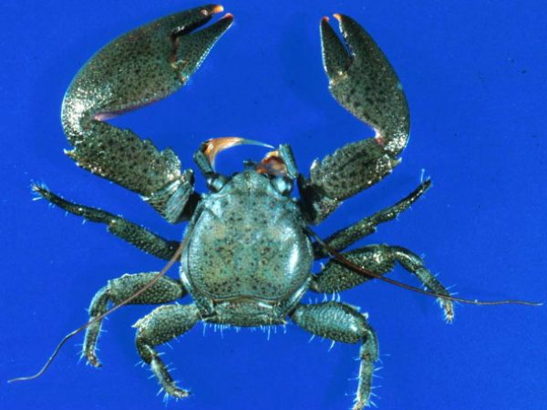Petrolisthes borradailei GUM214-A Kropp