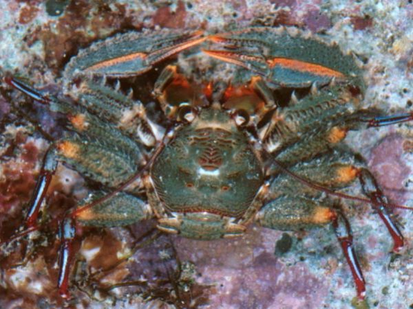 Petrolisthes coccineus Guam 750-28