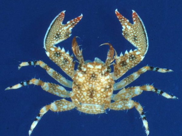 Petrolisthes decacanthus GUM208P Kropp