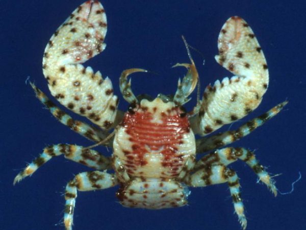 Petrolisthes elegans GUM221G Kropp