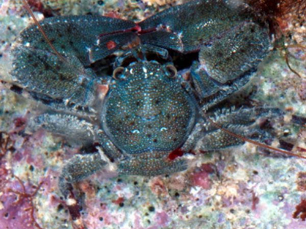 Petrolisthes lamarckii Guam 751-5