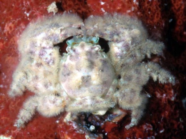 Petrolisthes tomentosus Guam 751-6