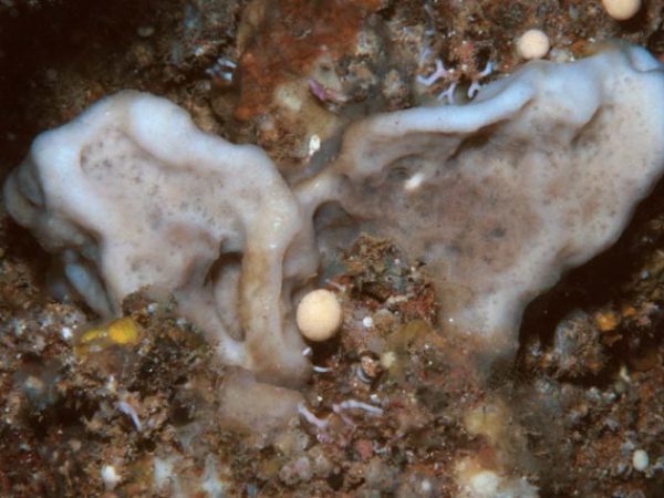 Petrosia aff. aruensis Guam 649-6_1