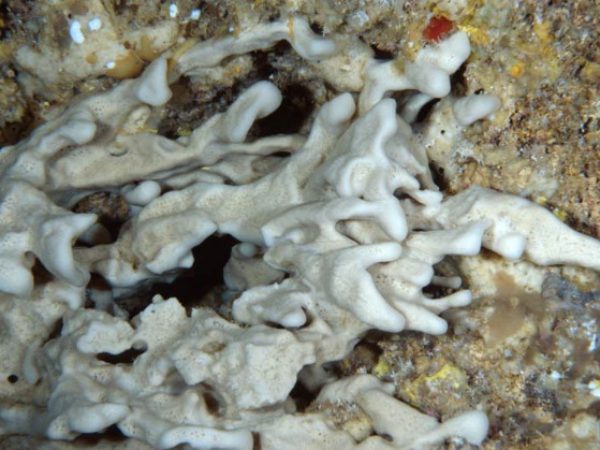 Petrosia sp. 1 Guam 781-24_1