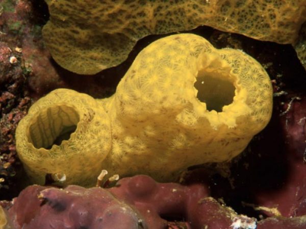 Phallusia julinea Guam 531-30