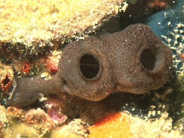 Phallusia nigra Guam 525-14