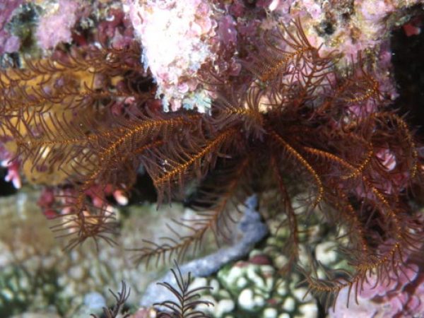 Phanogenia gracilis Guam 812-3