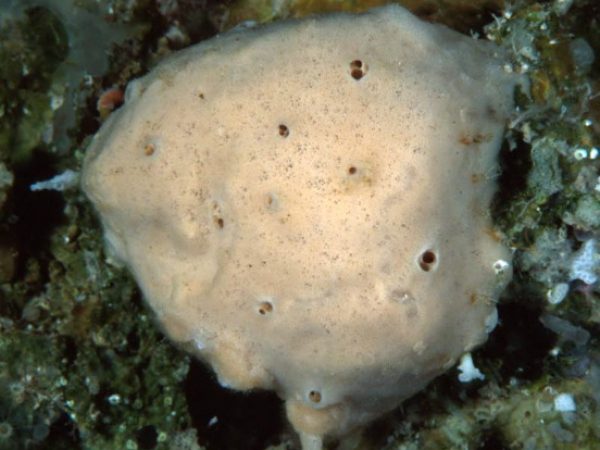 Phloeodictyidae new genus Guam 824-7_1