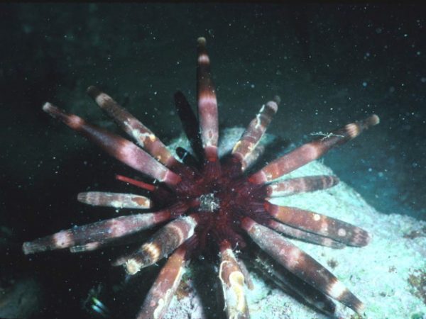 Phyllacanthus imperialis Guam 389-13