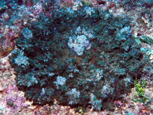 Phyllodiscus Guam 736-11