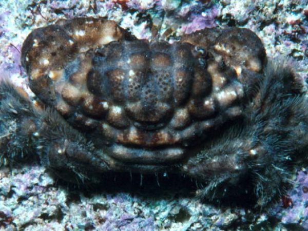 Pilodius areolatus Guam 273-22