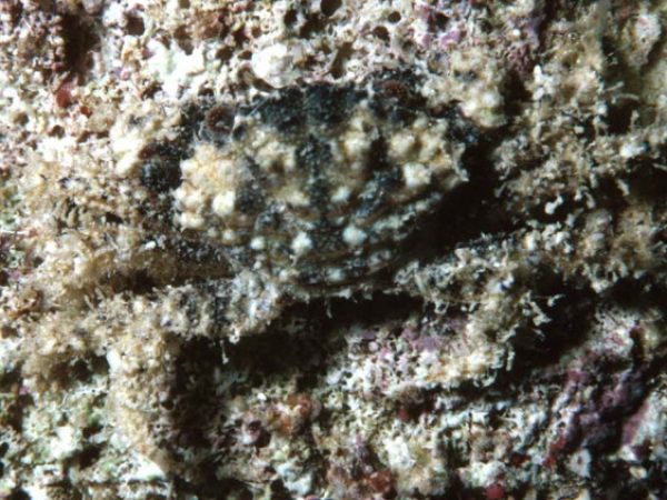 Pilodius granulatus Guam 463-18