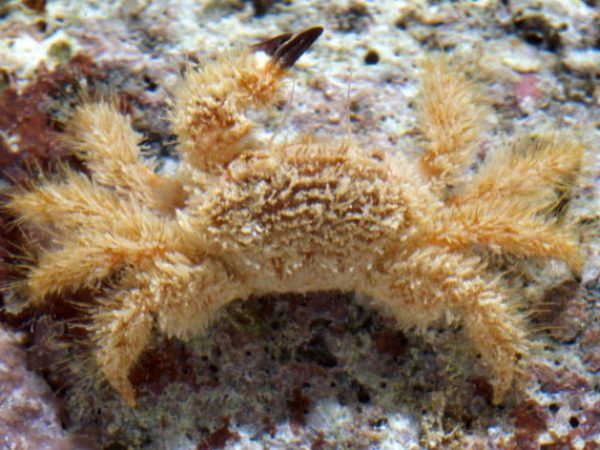 Pilodius sp. 1 Guam 766-11