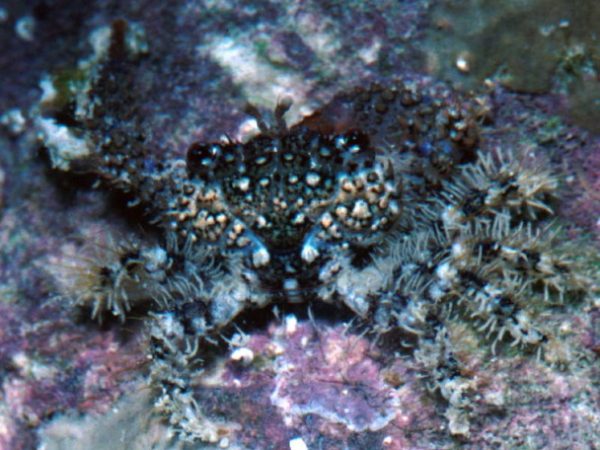 Pilodius spinipes Guam 534-15