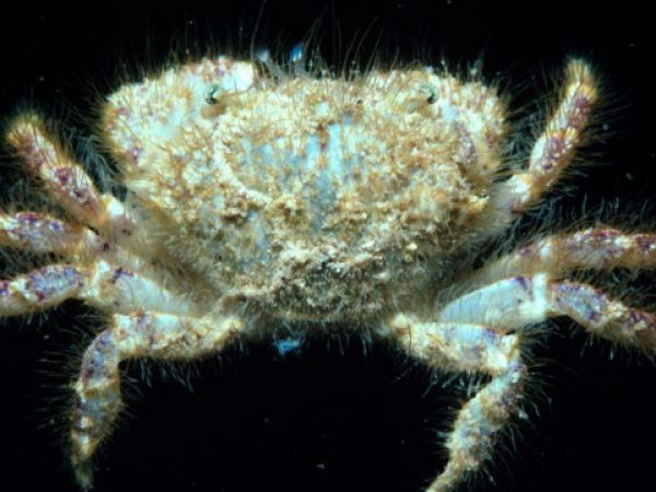 Pilumnus aff. scabriusculus Guam 393-31