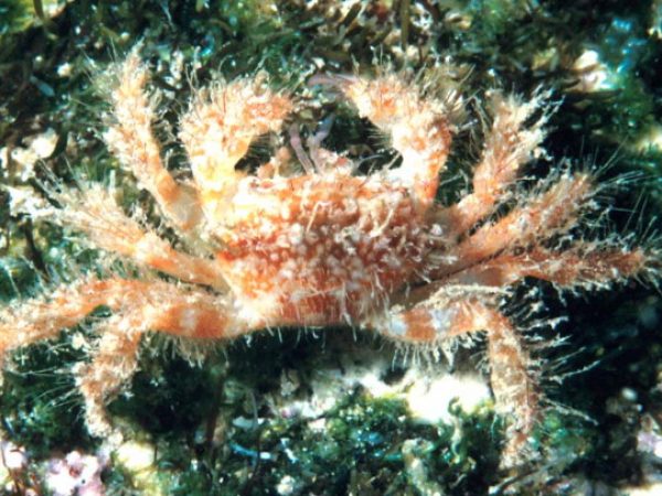 Pilumnus n. sp. Guam 466-22