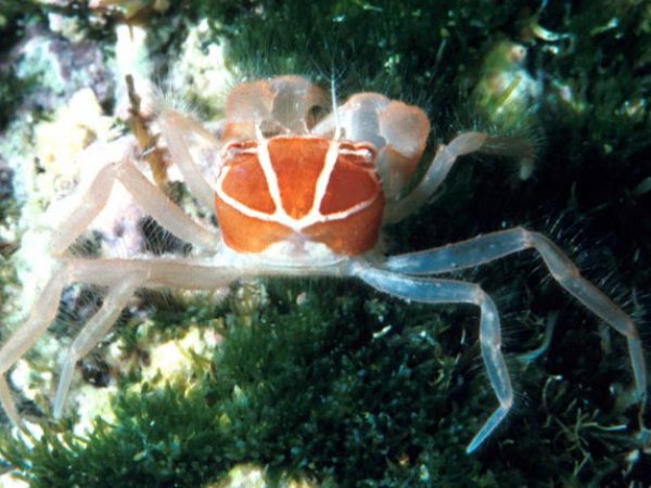 Pilumnus taeniola Guam 466-26