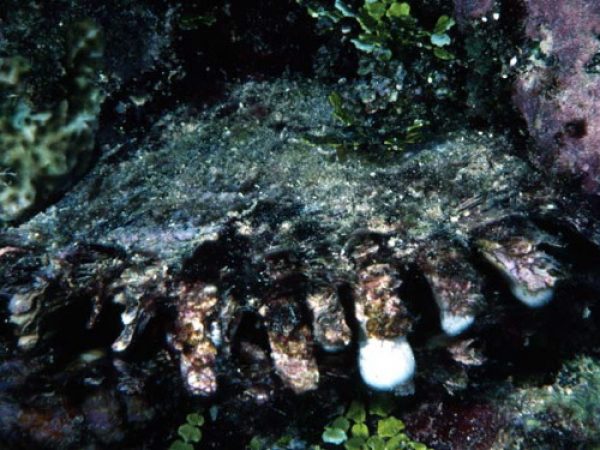 Pinctada margaritifera Guam 762-2